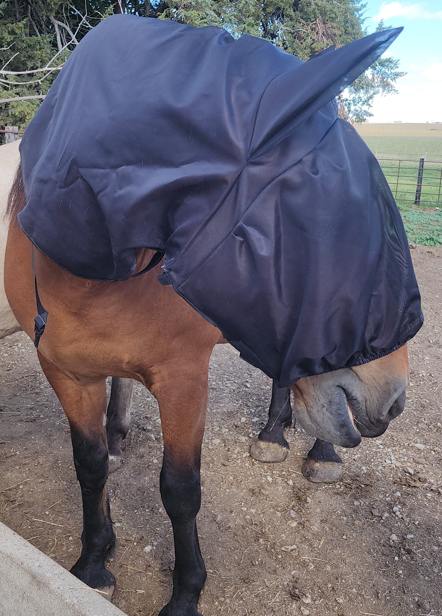 Equus Fly Veil - Horse Size